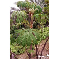 TETRAPRANAX papyrifer 'Rex'...