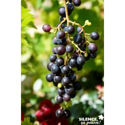 VIGNE 'Muscat Bleu' FF...