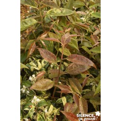 LEUCOTHOE fontanesiana...