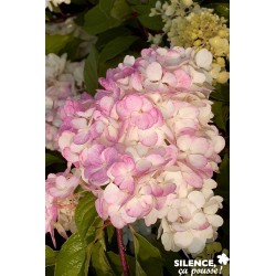 HYDRANGEA paniculata...