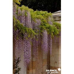 WISTERIA floribunda...