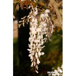 WISTERIA sinensis 'Alba' FF...