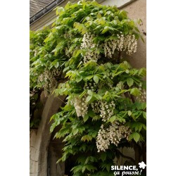 WISTERIA venusta 'Alba' FF...