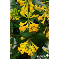 LONICERA brownii 'Golden...