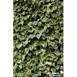 HEDERA algeriensis 'Gloire...
