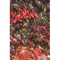 PARTHENOCISSUS tricuspidata...