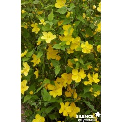 KERRIA japonica 'Golden...