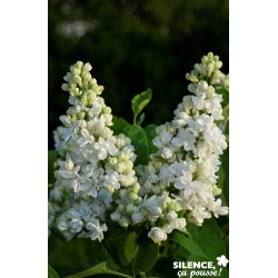 SYRINGA vulgaris Dentelle...