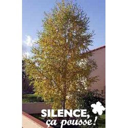 BETULA pendula FF BALIV...