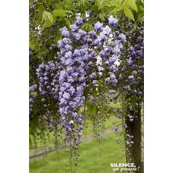 WISTERIA floribunda Grande...