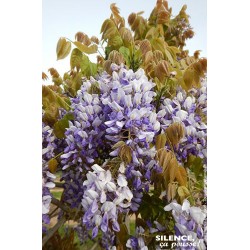 WISTERIA Grande Diva®...