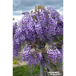 WISTERIA valderi Grande...