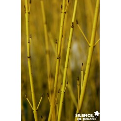 CORNUS sericea 'Flaviramea'...