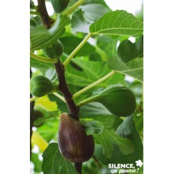 FIGUIER 'Osborn's Prolific'...