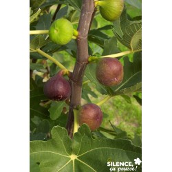 FIGUIER 'Rouge de Bordeaux'...