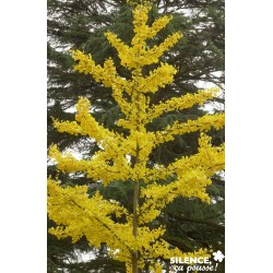 GINKGO biloba FF BALIV...