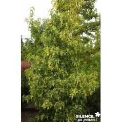 LIQUIDAMBAR styraciflua...