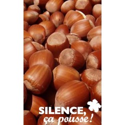 NOISETIER 'Fertile de...