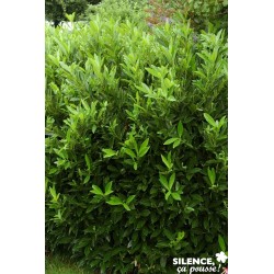 PRUNUS laurocerasus 'Otto...