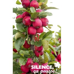 MALUS purpurea Appletini®...