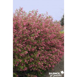 RIBES sanguineum 'King...