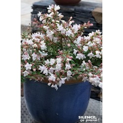 ABELIA grandiflora Cristal...