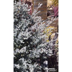 EUCALYPTUS gunnii...