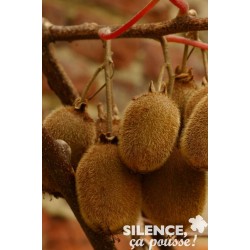 KIWI femelle 'Hayward' FF...