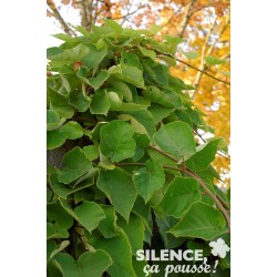 KIWI male FF PALIS 100/120 C4L