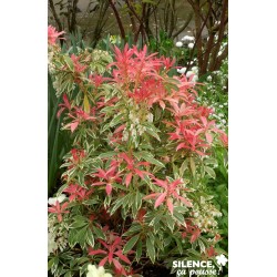 PIERIS japonica 'Flaming...