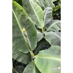 MUSA acuminata 'Dwarf...