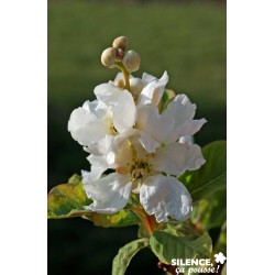 EXOCHORDA serratifolia...