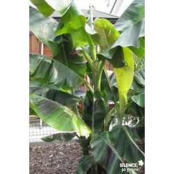 MUSA sikkimensis 'Red...