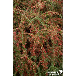 COTONEASTER horizontalis FF...