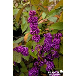 CALLICARPA bodinieri...