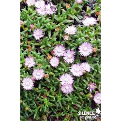 RUSCHIA lineolata FF C4.5L