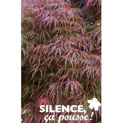 ACER dissectum 'Garnet' FF...