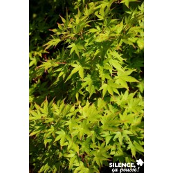 ACER palmatum 'Bi-Hoo'...
