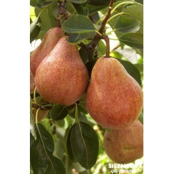 POIRIER Williams Rouge® FF...