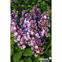 SYRINGA vulgaris 'Michel...