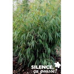 FARGESIA robusta 'Campbell'...