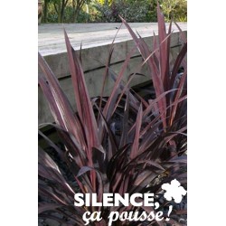 CORDYLINE 'Renegade' COV-FF...
