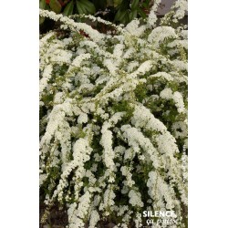 SPIRAEA arguta 60/80 C4.5L