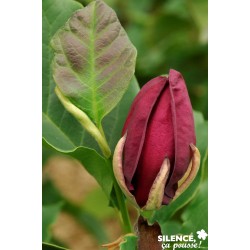 MAGNOLIA 'Genie' COV ½TG...