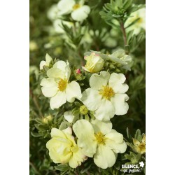 POTENTILLA fruticosa Cream...