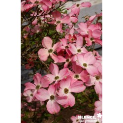 CORNUS rubra FF 100/120 C10L