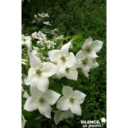 CORNUS kousa chinensis...