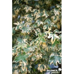 LIQUIDAMBAR styraciflua...