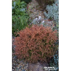 THUJA occidentalis 'Fire...