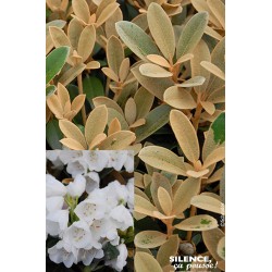 RHODODENDRON 'Queen Bee'...